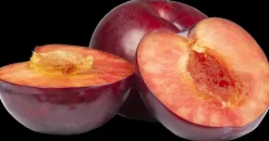 Prunus domestica 'Opal' (Pruim) fruitplant 230cm