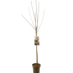 Prunus domestica 'Opal' (Pruim) fruitplant 230cm