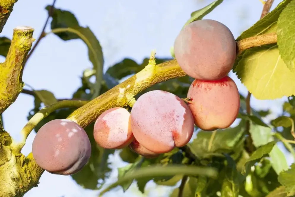 Prunus domestica 'Opal' (Pruim) fruitplant 230cm
