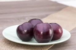 Prunus domestica 'Opal' (Pruim) fruitplant 230cm