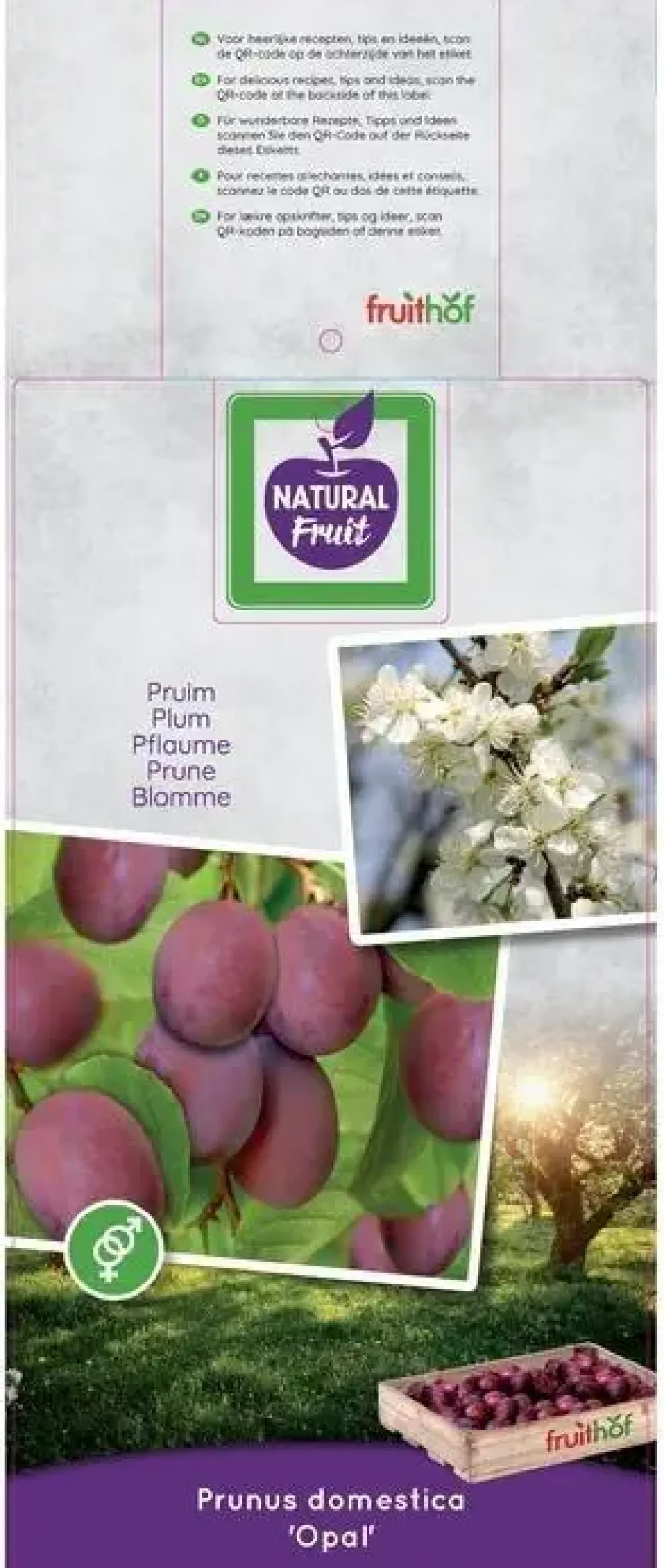 Prunus domestica 'Opal' (Pruim) fruitplant 230cm