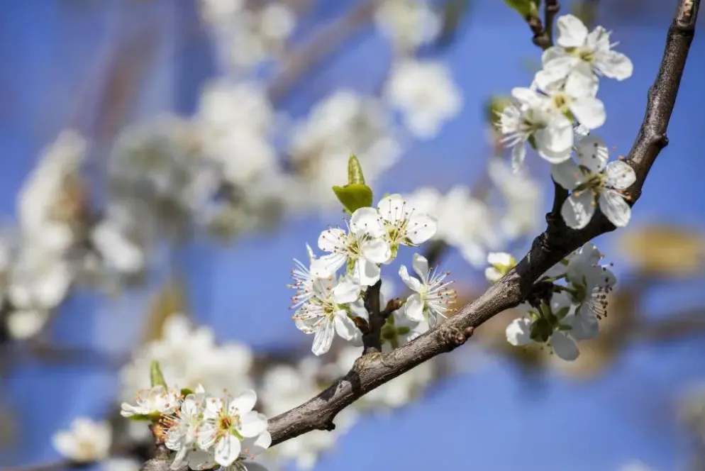Prunus domestica 'Opal' (Pruim) fruitplant 230cm