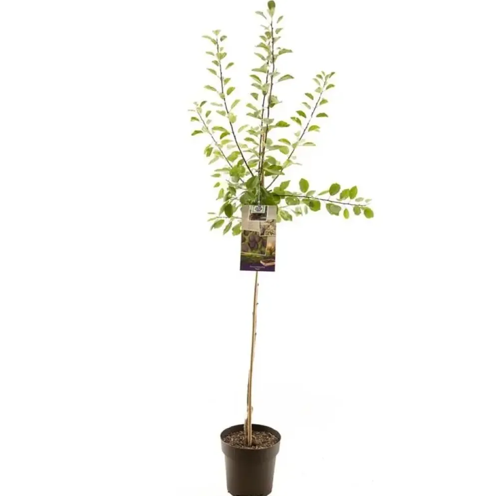 Prunus domestica 'Opal' (Pruim) fruitplant 230cm