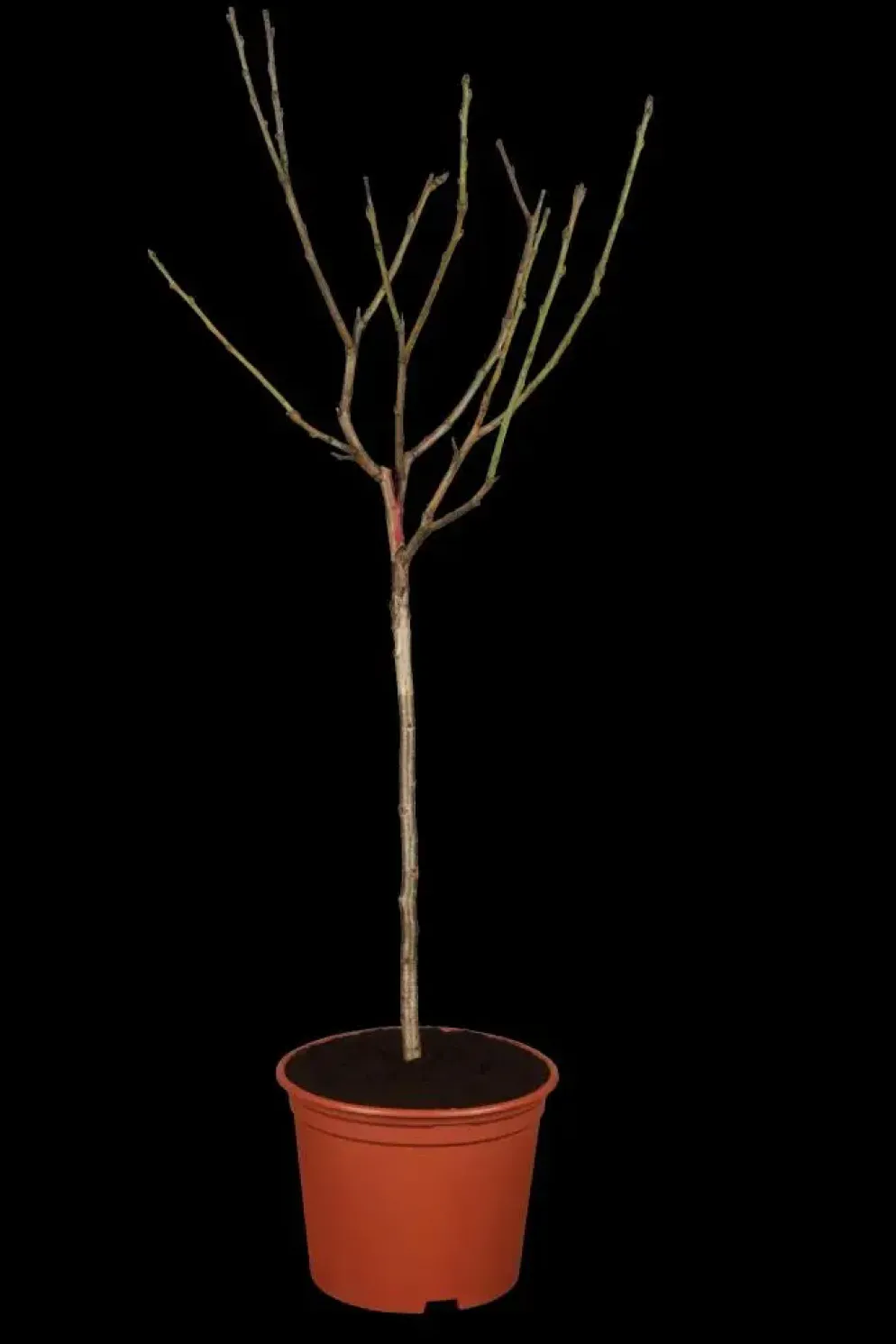 Prunus domestica 'Opal' (Pruim) fruitplant 230cm