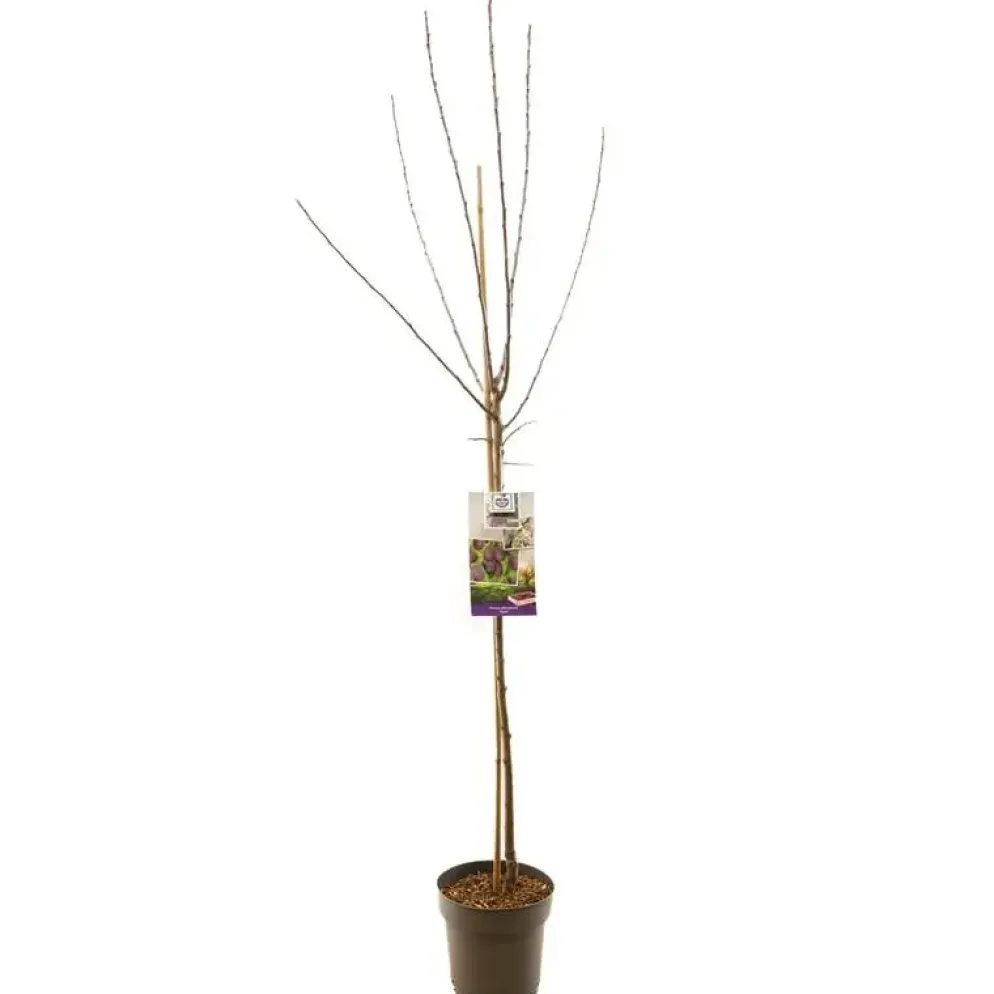 Prunus domestica 'Opal' (Pruim) fruitplant 230cm