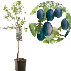 Prunus domestica 'Stanley' (Pruim) fruitplant 160cm