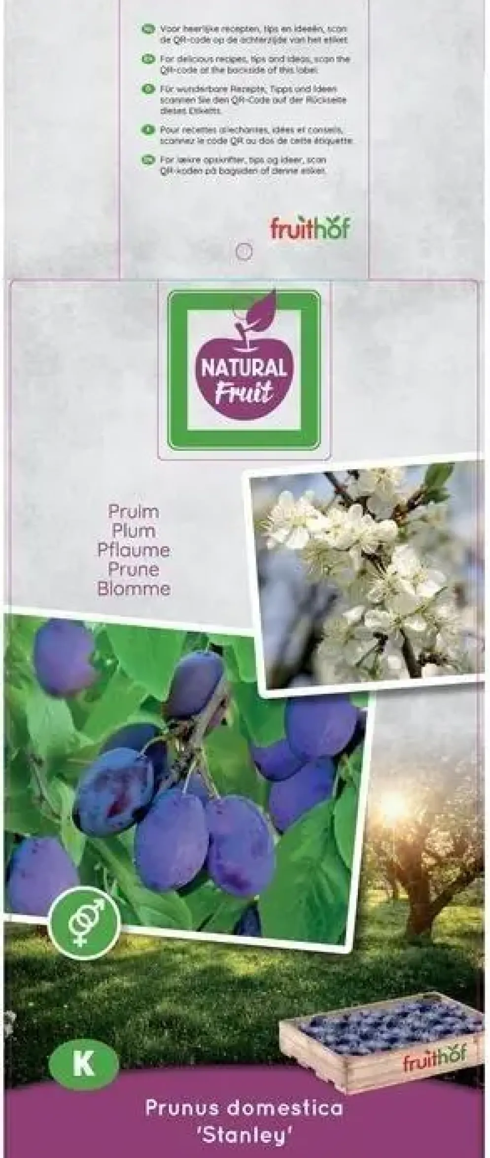 Prunus domestica 'Stanley' (Pruim) fruitplant 160cm
