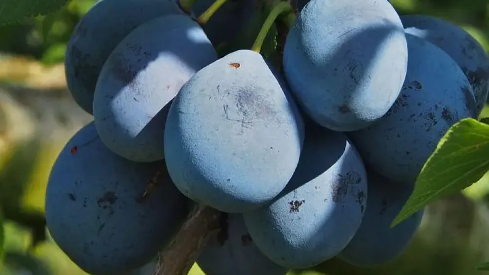 Prunus domestica 'Stanley' (Pruim) fruitplant 160cm