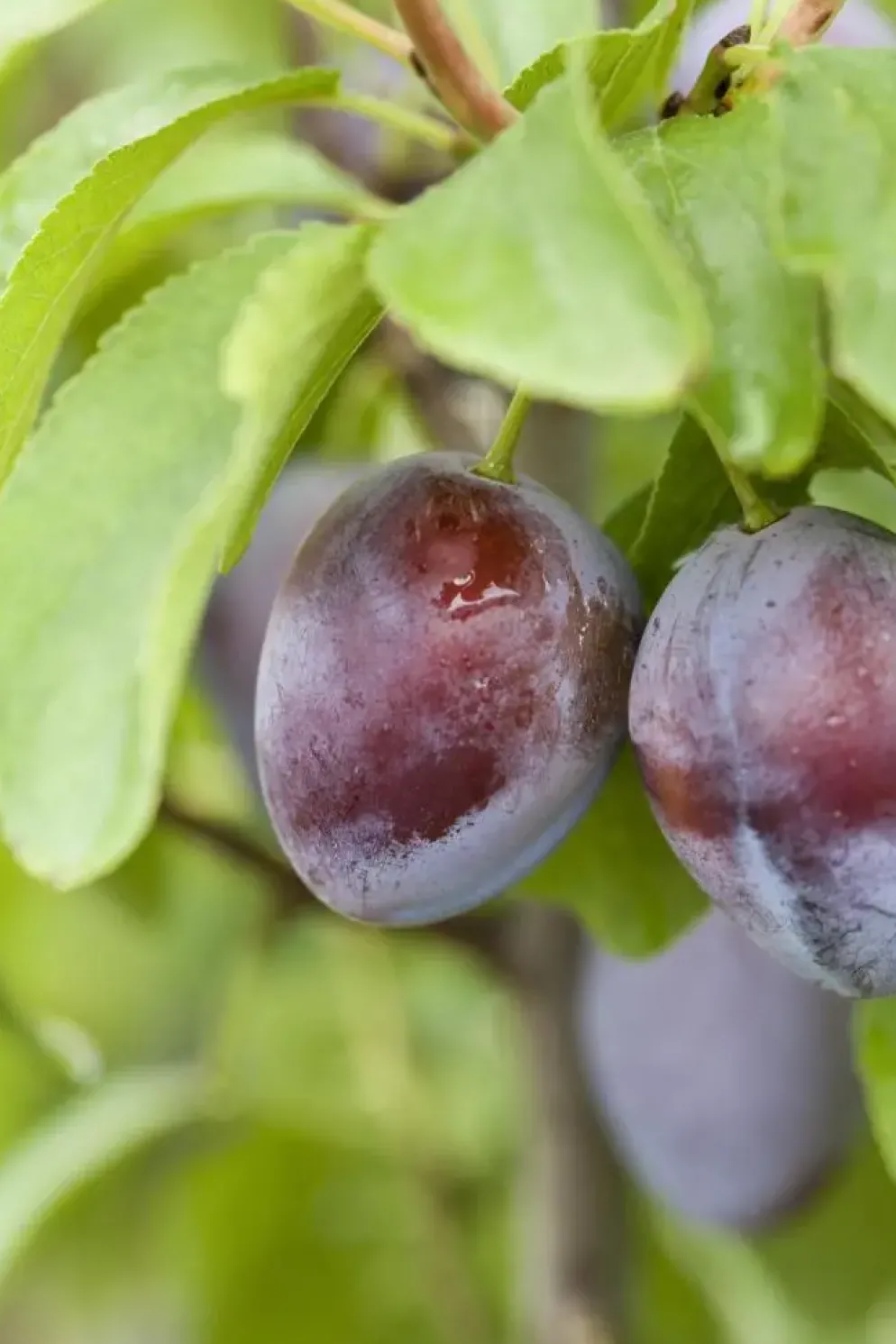 Prunus domestica 'Stanley' (Pruim) fruitplant 160cm