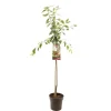 Prunus domestica 'Victoria' (Pruim) fruitplant 230cm