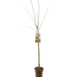 Prunus domestica 'Victoria' (Pruim) fruitplant 230cm