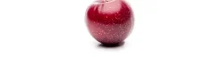 Prunus domestica 'Victoria' (Pruim) fruitplant 230cm