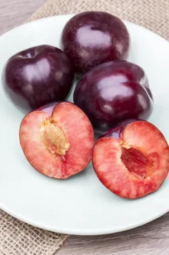 Prunus domestica 'Victoria' (Pruim) fruitplant 230cm
