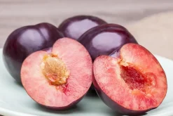 Prunus domestica 'Victoria' (Pruim) fruitplant 230cm