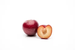 Prunus domestica 'Victoria' (Pruim) fruitplant 230cm