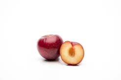 Prunus domestica 'Victoria' (Pruim) fruitplant 230cm