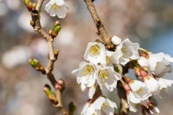 Prunus incisa 'Kojou-no-mai' (Chinese dwerg-sierkers 'Kojou-no-mai')