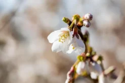 Prunus incisa 'Kojou-no-mai' (Chinese dwerg-sierkers 'Kojou-no-mai')