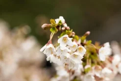 Prunus incisa 'Kojou-no-mai' (Chinese dwerg-sierkers 'Kojou-no-mai')