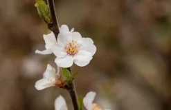 Prunus incisa 'Kojou-no-mai' (Chinese dwerg-sierkers 'Kojou-no-mai')