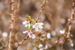 Prunus incisa 'Kojou-no-mai' (Chinese dwerg-sierkers 'Kojou-no-mai')
