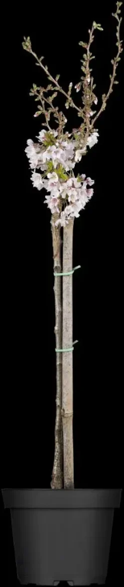 Prunus incisa 'Kojou-no-mai' (Chinese dwerg-sierkers 'Kojou-no-mai')