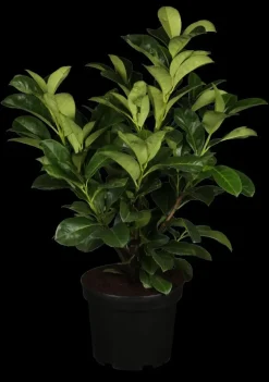 Prunus laurocerasus 'Etna'® (Laurierkers 'Etna')