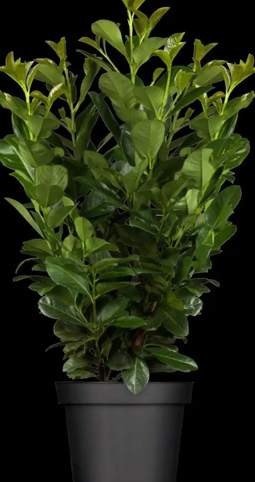 Prunus laurocerasus 'Etna'® (Laurierkers 'Etna')