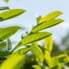Prunus laurocerasus 'Novita' (Laurierkers 'Novita')
