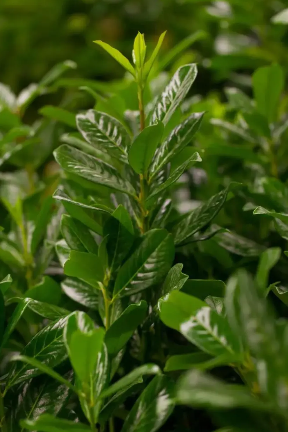 Prunus laurocerasus 'Novita' (Laurierkers 'Novita')