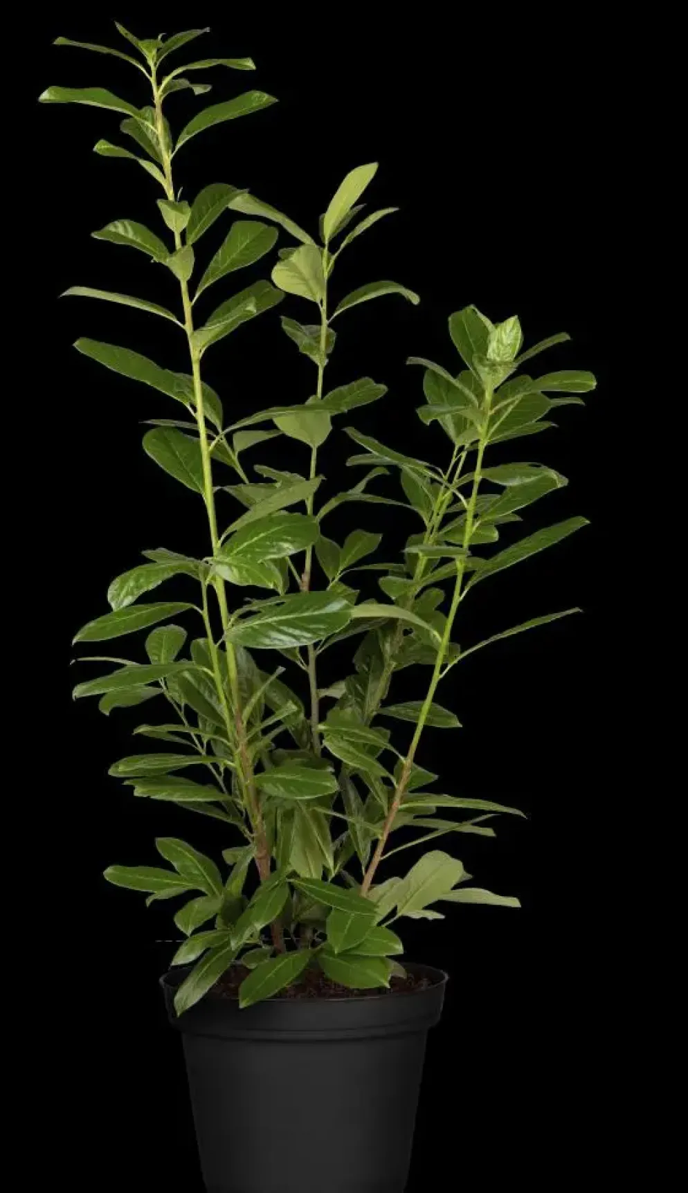 Prunus laurocerasus 'Novita' (Laurierkers 'Novita')