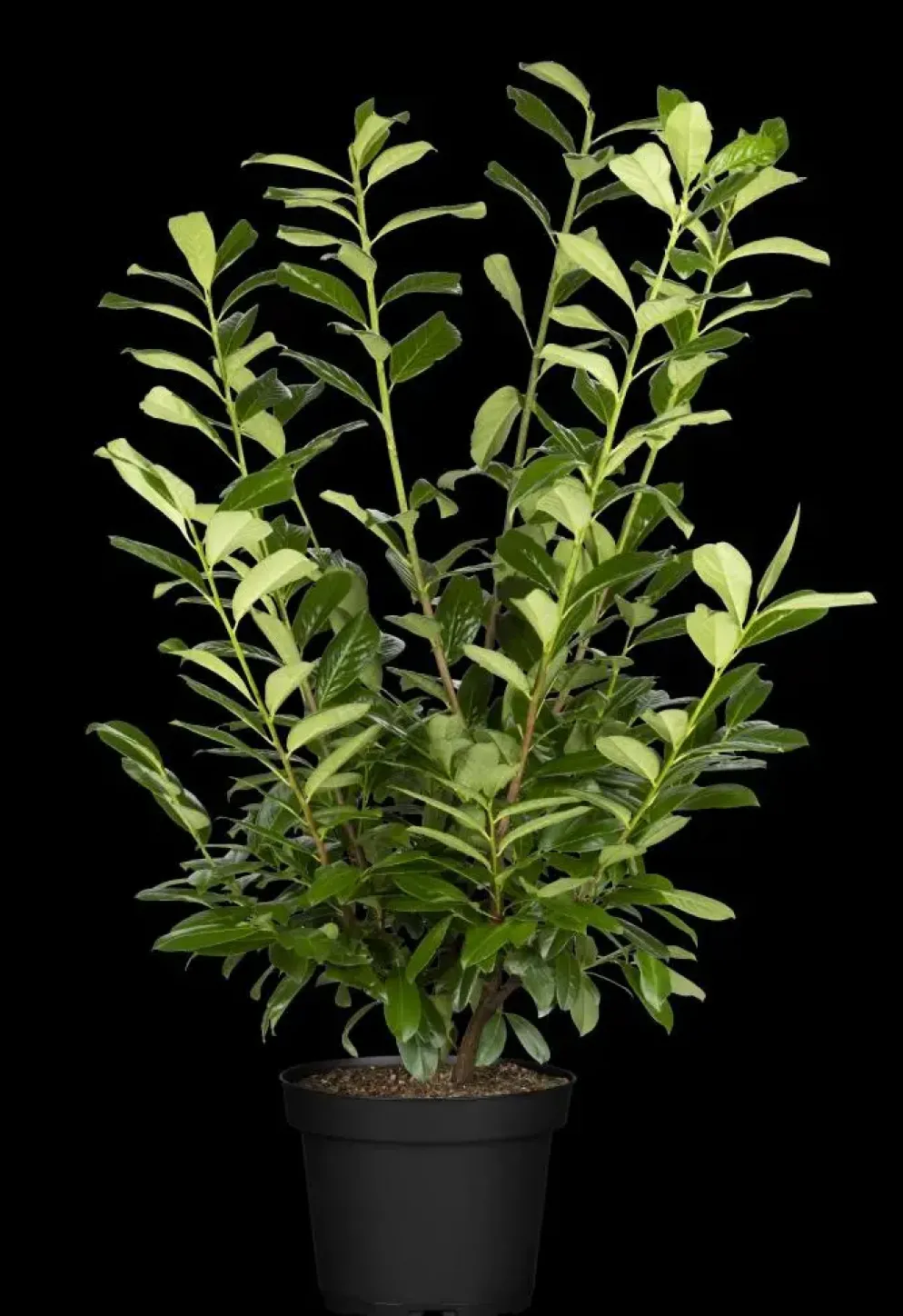 Prunus laurocerasus 'Novita' (Laurierkers 'Novita')