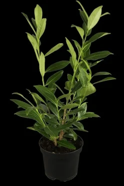 Prunus laurocerasus 'Novita' (Laurierkers 'Novita')