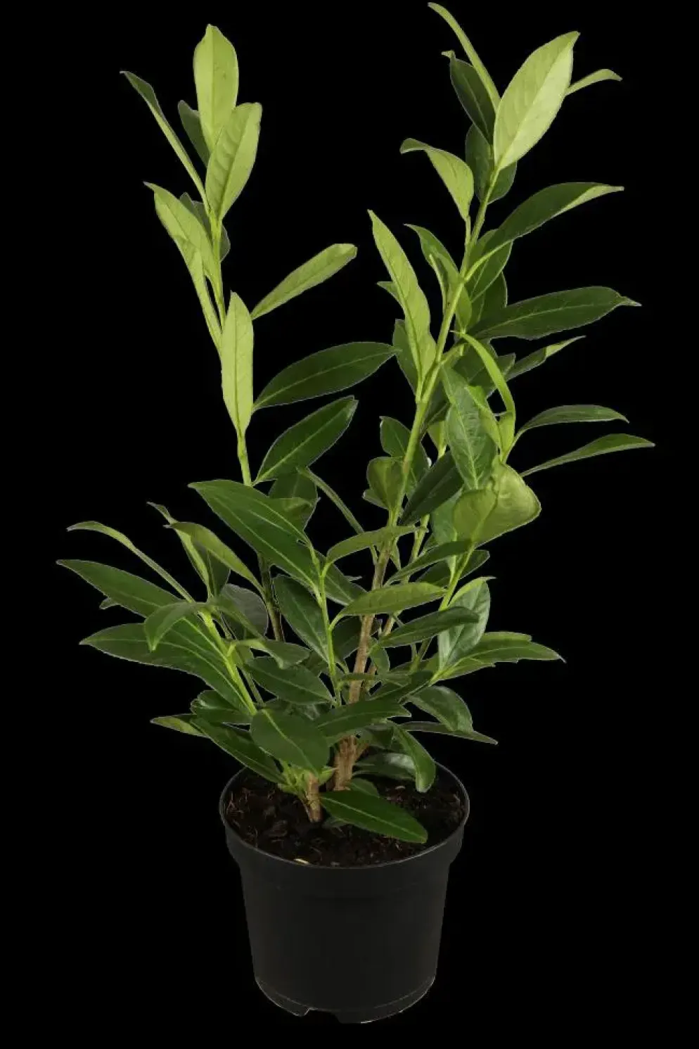 Prunus laurocerasus 'Novita' (Laurierkers 'Novita')