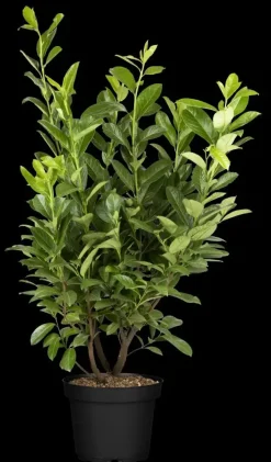 Prunus laurocerasus 'Novita' (Laurierkers 'Novita')