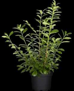 Prunus laurocerasus 'Novita' (Laurierkers 'Novita')