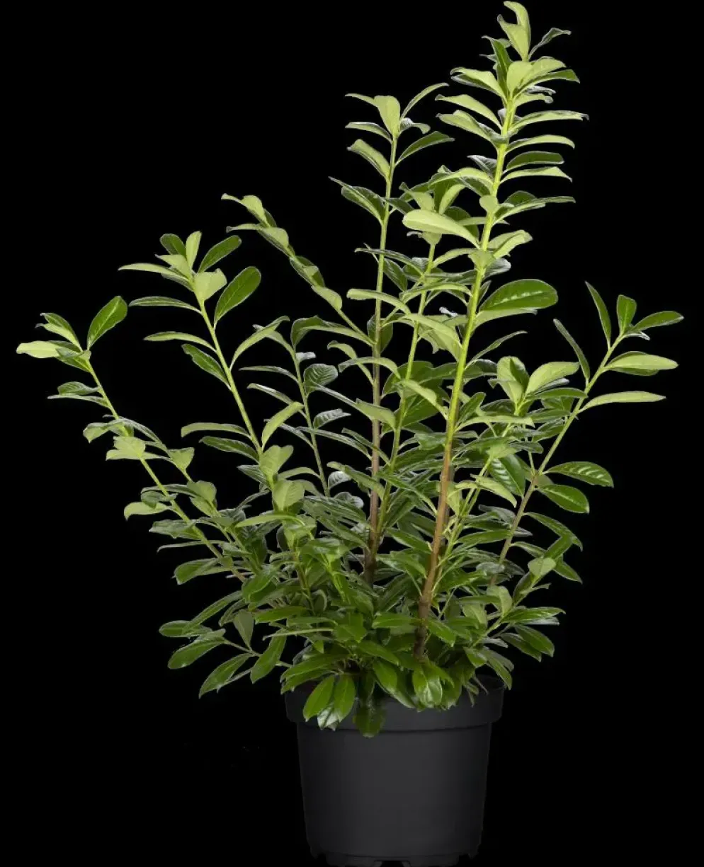 Prunus laurocerasus 'Novita' (Laurierkers 'Novita')