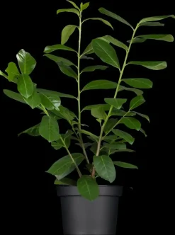 Prunus laurocerasus 'Novita' (Laurierkers 'Novita')