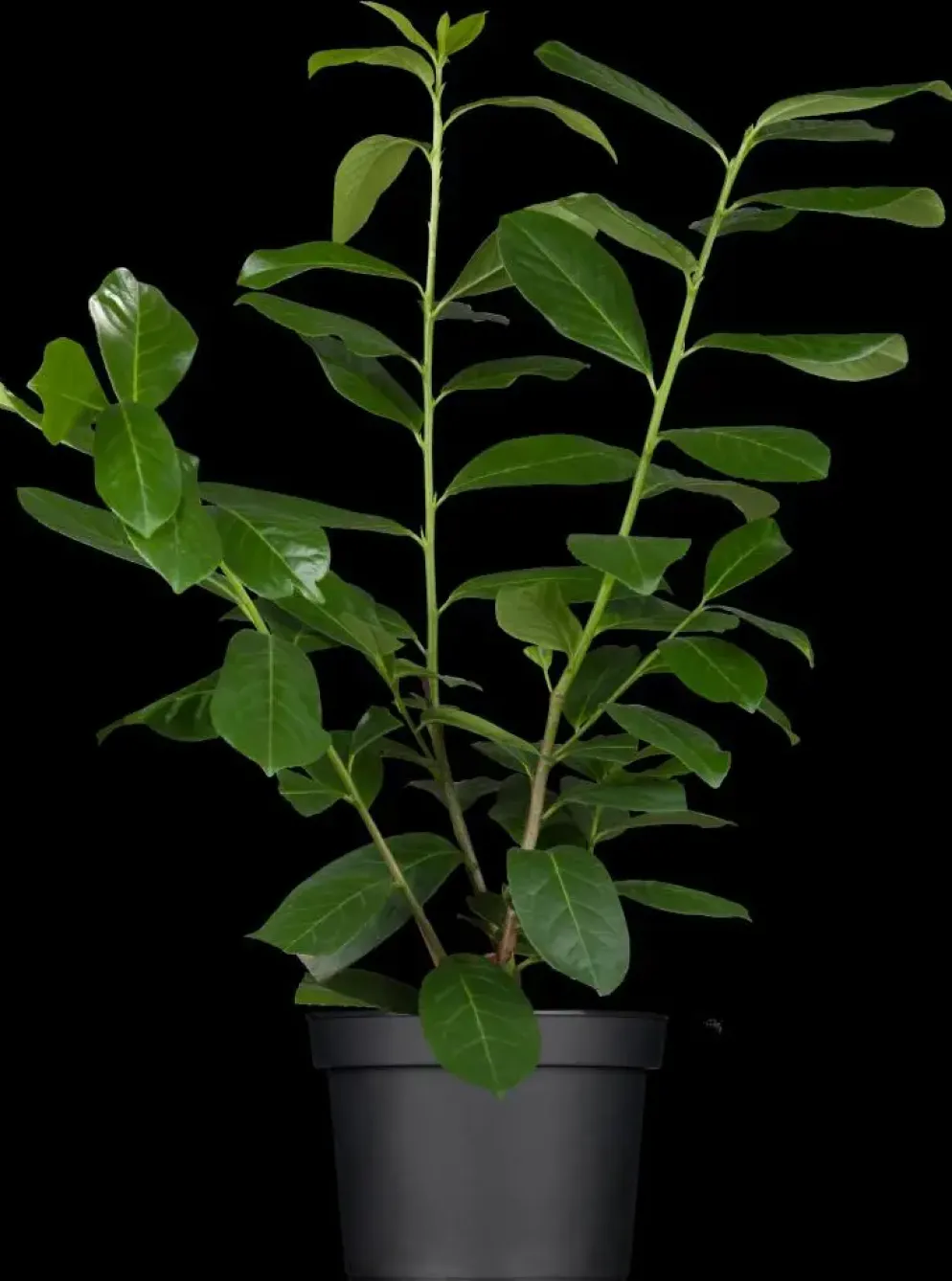 Prunus laurocerasus 'Novita' (Laurierkers 'Novita')