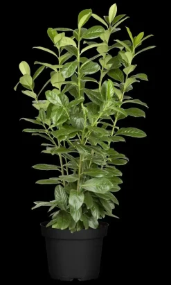 Prunus laurocerasus 'Novita' (Laurierkers 'Novita')