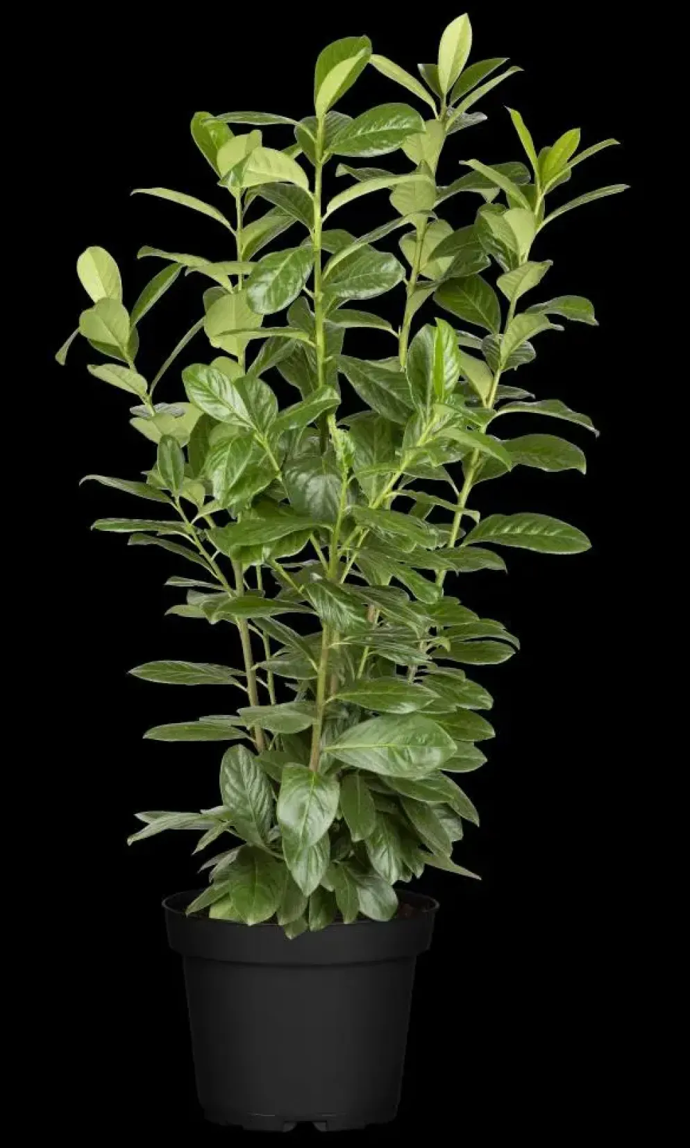 Prunus laurocerasus 'Novita' (Laurierkers 'Novita')