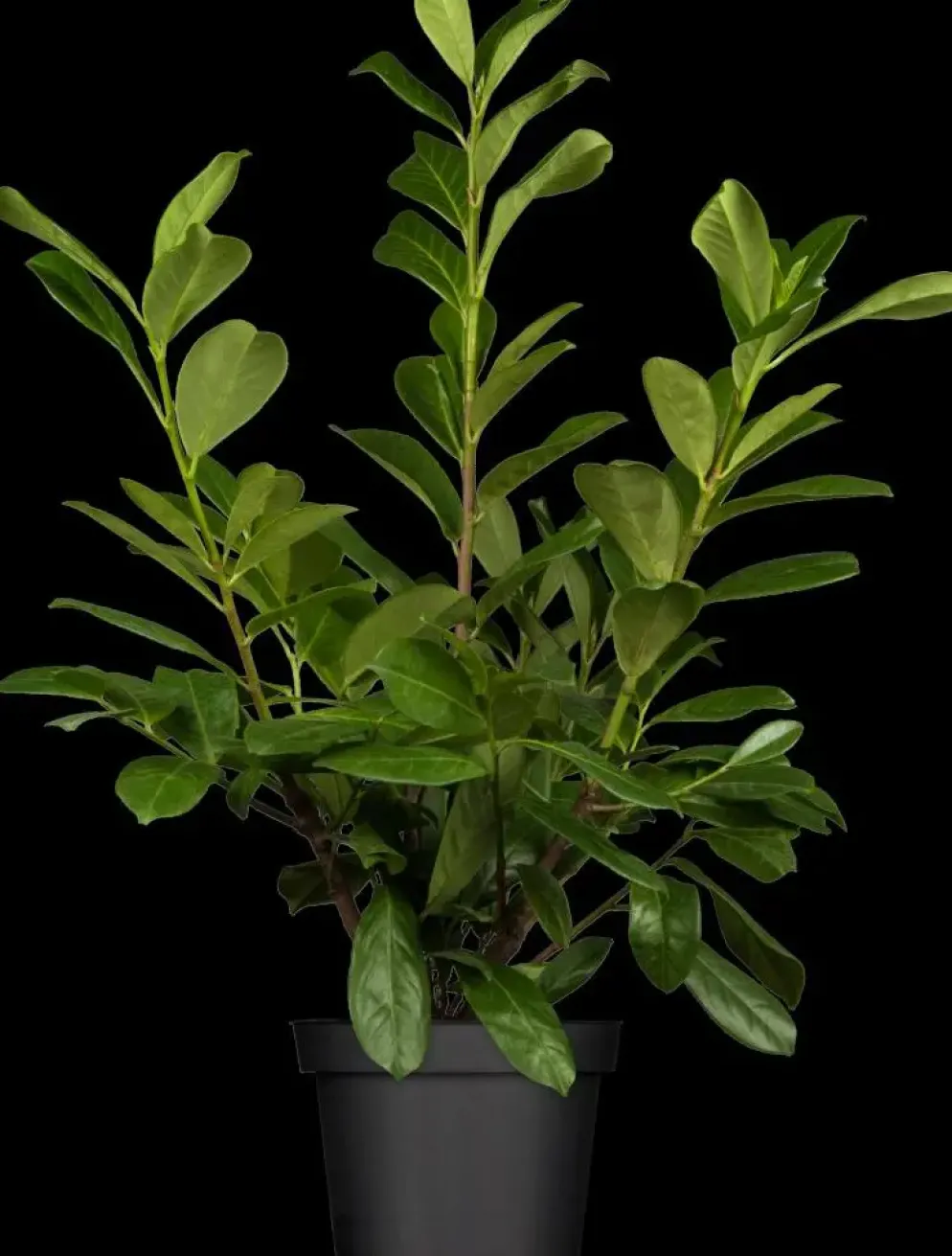 Prunus laurocerasus 'Novita' (Laurierkers 'Novita')