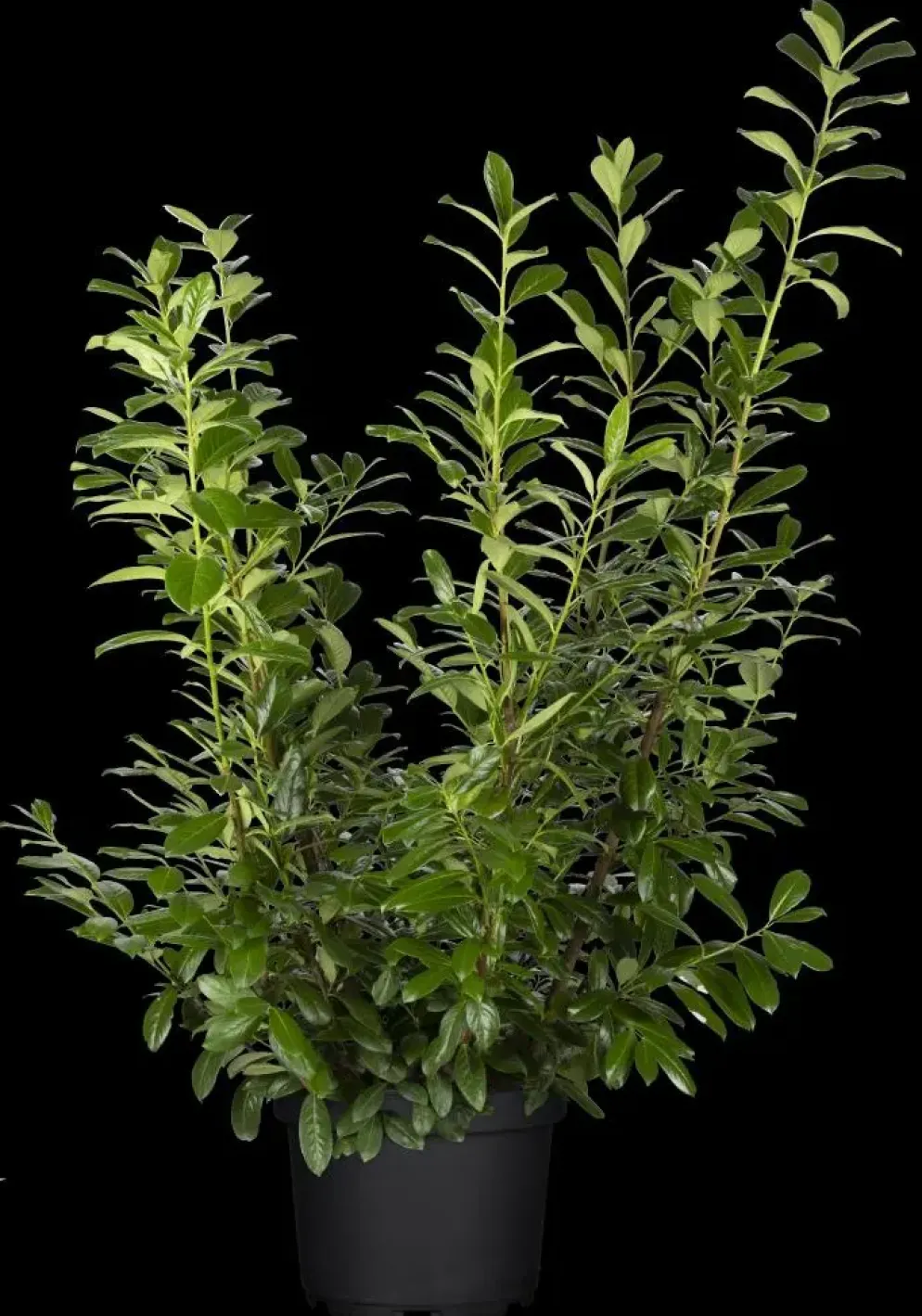 Prunus laurocerasus 'Novita' (Laurierkers 'Novita')