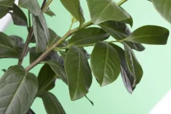 Prunus laurocerasus 'Novita' (Laurierkers 'Novita')