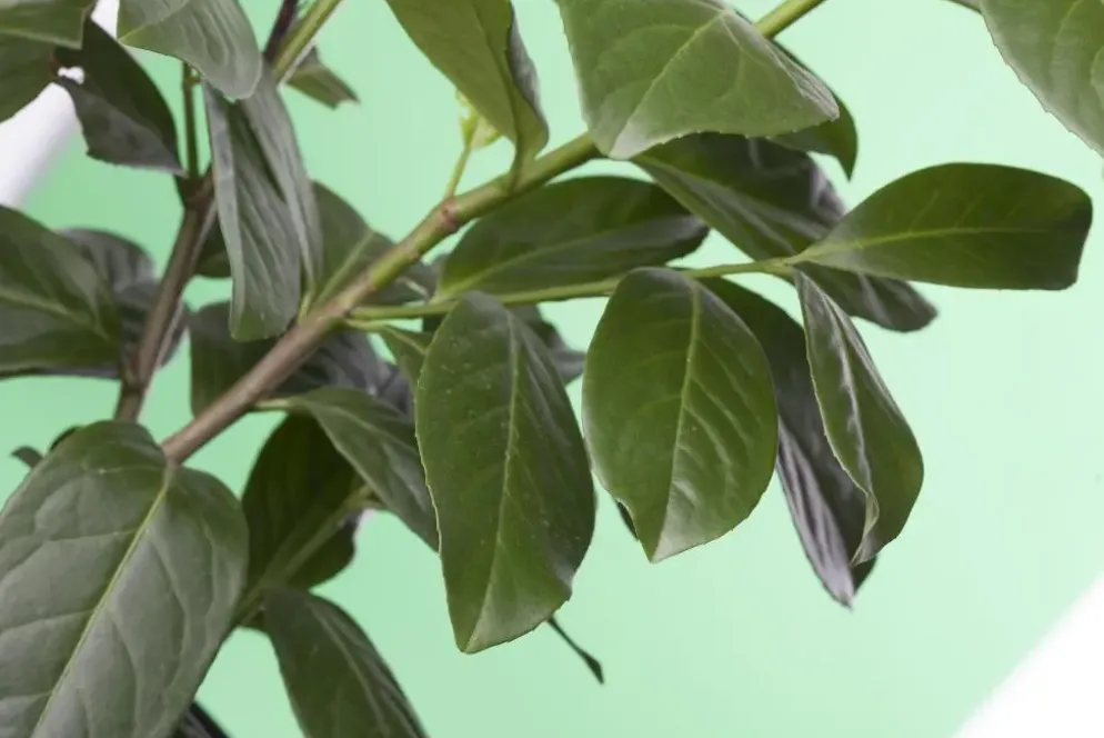 Prunus laurocerasus 'Novita' (Laurierkers 'Novita')