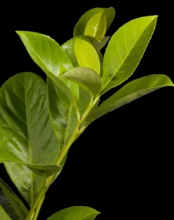 Prunus laurocerasus 'Novita' (Laurierkers 'Novita')