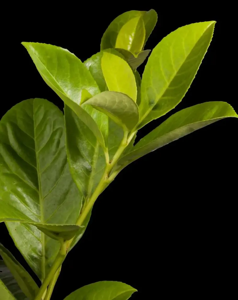 Prunus laurocerasus 'Novita' (Laurierkers 'Novita')