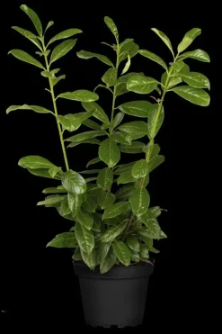 Prunus laurocerasus 'Novita' (Laurierkers 'Novita')