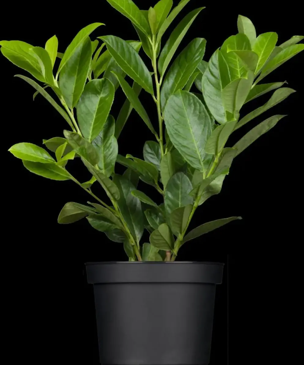 Prunus laurocerasus 'Novita' (Laurierkers 'Novita')