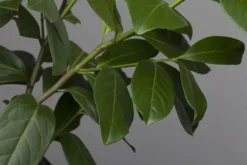 Prunus laurocerasus 'Novita' (Laurierkers 'Novita')